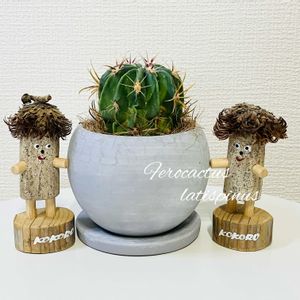 サボテン,日の出丸,ヒノデマル,多肉植物,成長記録の画像