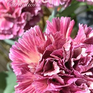 カーネーション,オランダセキチク,フラワーアレンジメント,緑のある暮らし,ナデシコ科の画像