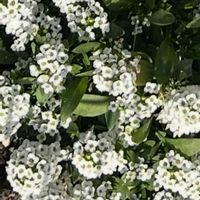 スイートアリッサム の画像