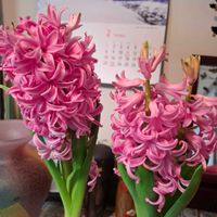 アリッサム,ヒヤシンス,葉牡丹,ヒューケラ,リビングの画像