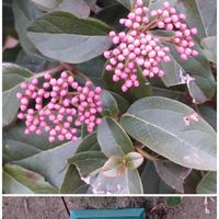 ガマズミ,散歩道で,ビブルヌム ティヌス プルプレウムの画像