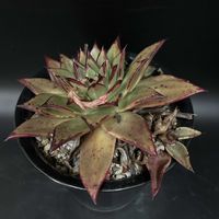 観葉植物,エケベリア属,珍奇植物,ビザール・プランツの画像