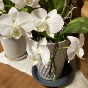 ミニ胡蝶蘭,鉢植え,白い花,大好きな胡蝶蘭,おうち園芸の画像