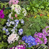 花壇,花だよりの画像