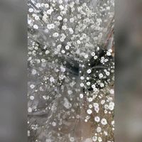 カスミソウ,人との繋がりに感謝✨,今日も元気に頑張ろう‼️,花友さんに感謝♡,コラージュ仲間達の画像