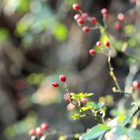 ノイバラ,赤い実,野の花の画像
