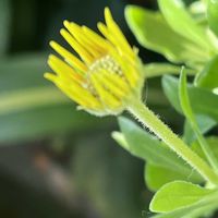 アメリカンブルー,オステオスぺルマム,꒰ღ˘◡˘ற꒱かわゅ~,植物中毒,今日の一枚❤の画像