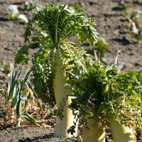 ダイコン,散策,大根畑の画像