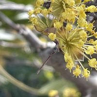 サンシュユ,花壇,ガーデニング,山野草,樹木の画像