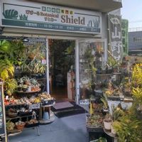 多肉植物,ウラボシ科,ビカクシダ属,食中植物,塊根の画像