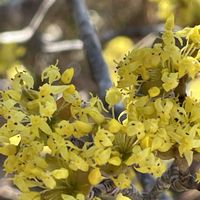 サンシュユ,花壇,ガーデニング,山野草,樹木の画像