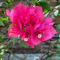 ブーゲンビリアの画像