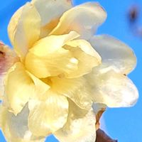 ロウバイ,うどん県人会,うどん県西支部,畑の画像