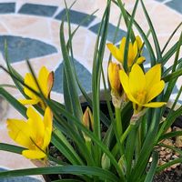 ハナニラ,黄花 ハナニラ,黄花 ハナニラ,ハナニラ(イフェイオン),黄花ハナニラの画像