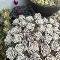 虹の玉,レティジア,宿根草,フェロロボス,多肉いろいろの画像