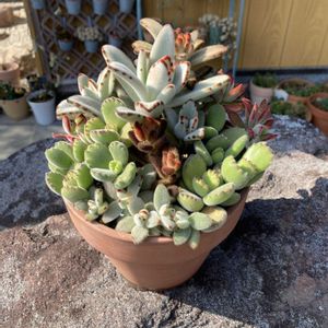 熊童子,ハムシー,黒兎耳,月兎耳(つきとじ),寄せ植えの画像