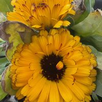 キンセンカ,今日も元気でね♥️,可愛い,今日も笑顔で♡,小さな庭の画像