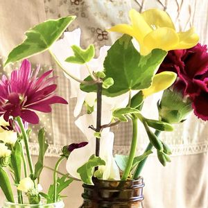 カーネーション,スイートピー,スターチス,フリージア,アイビーの画像