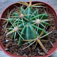 サボテン,ベランダガーデン,癒し,バレンタインデー,ハッピーバレンタインの画像