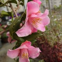 ナデシコ,プリムラ,パンジー,匂い椿　港ノ曙の画像