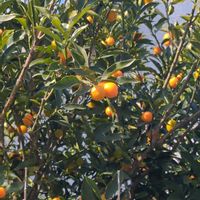 キンカンの画像