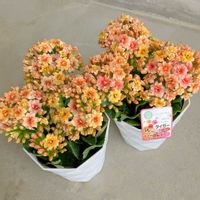 カランコエ,タイガーマジェスティック,カランコエ　タイガーマジェスティック,カランコエ　タイガーマジェスティック,花のある暮らしの画像