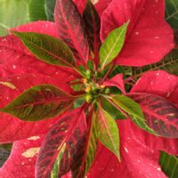 ポインセチア,窓辺の画像