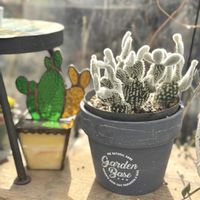 サボテン,バニーカクタス,バニーカクタス,植物のある暮らし,ami's gardenの画像