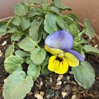 ビオラ,花のある暮らし,植物のある暮らし,庭の画像