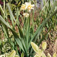 スイセン,スイセン,スイセン,水仙,グリーンのある暮らしの画像