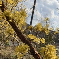 オーニソガラム,サンシュユ,シュンラン,雪割草,福寿草の画像