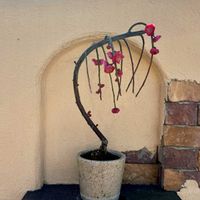 ウメ,枝垂れ梅,盆栽,ダルトン,DULTONの画像