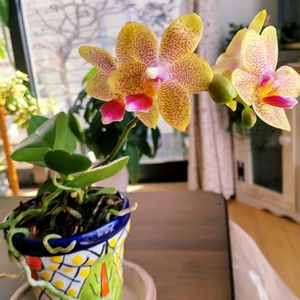 胡蝶蘭,洋蘭,洋ランの画像