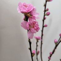 ハナモモの画像