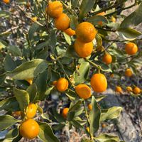 キンカンの画像