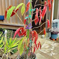 ベゴニアマクラータ,観葉植物,#ベゴニアマクラータの画像