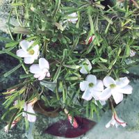 オレガノ,カリブラコア,葉牡丹,ラベーンダー,庭の花の画像