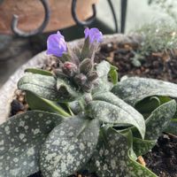 プルモナリア,パープル系,宿根草♪,プルモナリア ピンクアブルー,ベランダの画像