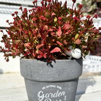 紅稚児(べにちご),多肉大好き,マイガーデン,手作りの庭,多肉中毒の画像