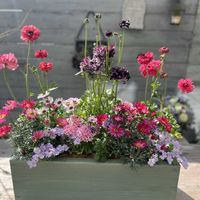 ラナンキュラス,ローダンセマム エルフピンク,ステラ スノーストーム グレイシアブルー,寄せ植え,ガーデニングの画像