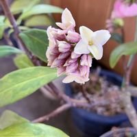 沈丁花,いい香り,実家にて,頑張れ自分の画像