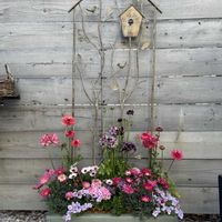 寄せ植え,ガーデニング,プランター,今日の一枚,花のある暮らしの画像