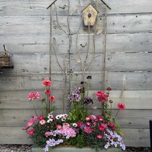 寄せ植え,ガーデニング,プランター,今日の一枚,花のある暮らしの画像