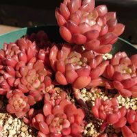 パープルヘイズ,ピンクルルビー,ピンクルルビー,多肉植物,多肉初心者の画像