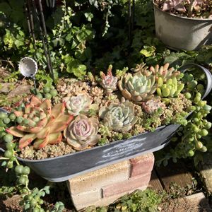 寄せ植え,多肉植物,多肉寄せ植え,エケベリア属,多肉大好きの画像