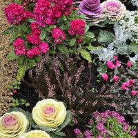 葉牡丹,お花,花のある暮らし,お花を楽しむ,お出かけ先の画像