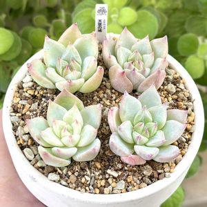 成長記録 天空の城,エケベリア 天空の城,エケベリア スカイシティ,神奈川タニラー,多肉男子の画像