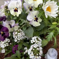 寄せ植え,サメ,冬の花,植中毒,玄関の画像