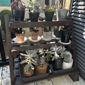 多肉植物,植物棚,植物棚DIYの画像