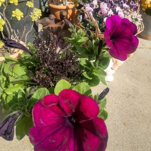 アネモネ,ペチュニア,ラベンダー,癒される,軒下の画像